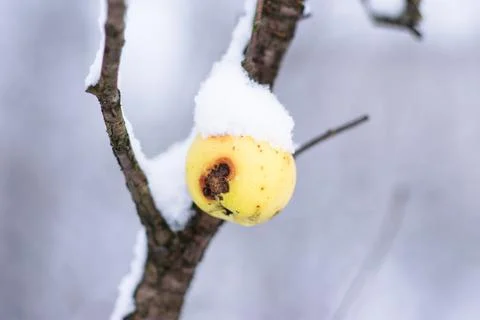 Close Up Of Apples On The Tree Covered With Snow Stock Photos