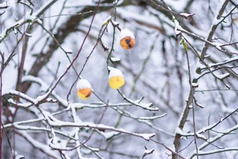 Close Up Of Apples On The Tree Covered With Snow Stock-Fotos