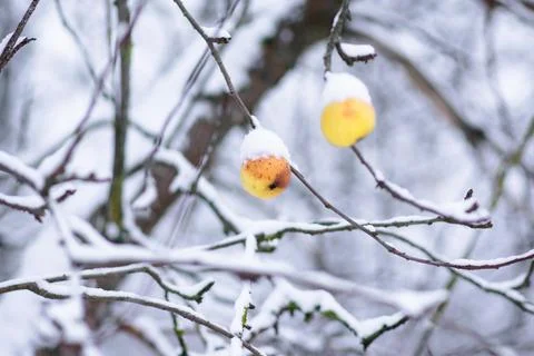Close Up Of Apples On The Tree Covered With Snow Stock Photos
