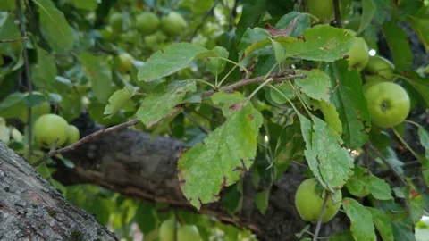 Close-up of apples on a tree Stock Footage 317115294