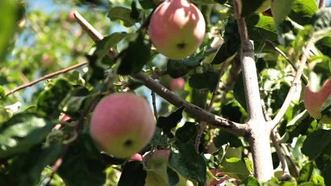 Close-up of apples on a tree in the garden.Summer,harvest concept. Stock Footage 208851828