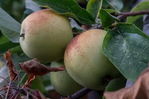 Close up of apples on tree. Stock Photos