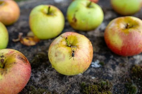 Close-up of apples with wasp. Stock Photos