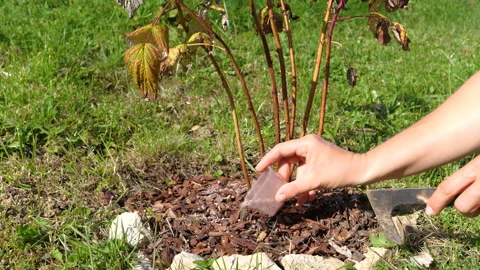 CLOSE UP: Applying fertilizer around raspberry bush and spreading it with tools Stock Footage 342082531