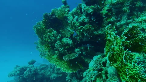Close-up approaching to coral reef with many tropical fish swimming around the 库存影片 338263805