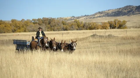 Close on approaching wagon and mule team driven by farmer in Montana meadow Video stock 121083315