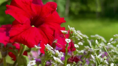 A close-up approximation Red petunia flowers and Alice flowers blooming in the Stock Footage 276967196