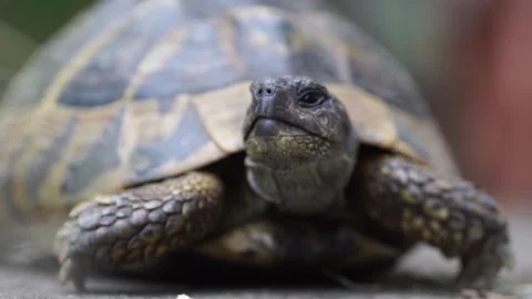 Close up of an approximatly 20 year old greek tortoise. Stock Footage 222899015