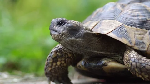 Close up of an approximatly 20 year old greek tortoise. Stock Footage 222899032