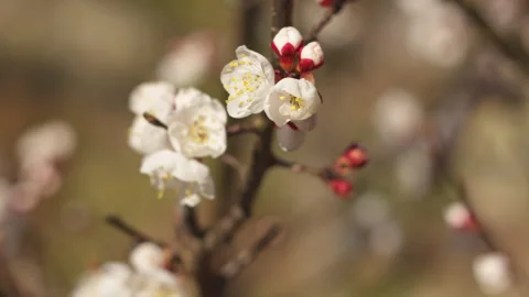 Close-Up of Apricot Blossom Branches in Spring Garden with Soft Wind Stock-Footage 332898172