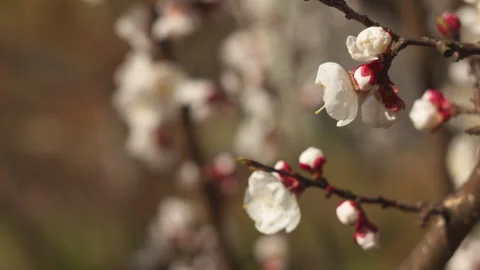 Close-Up of Apricot Blossom Branches in Spring Garden with Soft Wind Stock-Footage 332898176