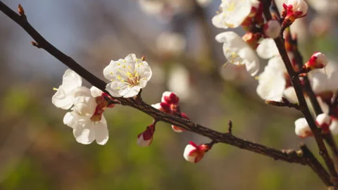 Close-Up of Apricot Blossom Branches in Spring Garden with Soft Wind Video stock 332898228