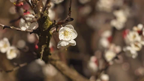 Close-Up of Apricot Blossom Branches in Spring Garden with Soft Wind Video stock 332898233