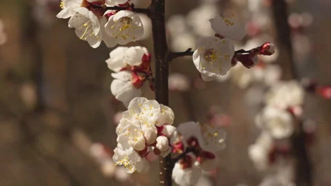Close-Up of Apricot Blossom Branches in Spring Garden with Soft Wind Video stock 332898242