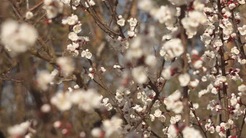 Close-Up of Apricot Blossom Branches in Spring Garden with Soft Wind Video stock 332899009
