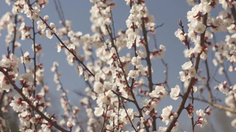 Close-Up of Apricot Blossom Branches in Spring Garden with Soft Wind Stock-Footage 332899248