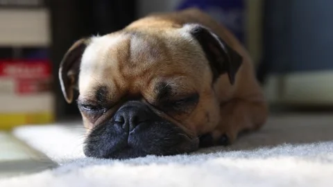 Close Up of Apricot Pug Laying Down Sleeping and Waking Up in Soft Afternoon 動画素材 346655205