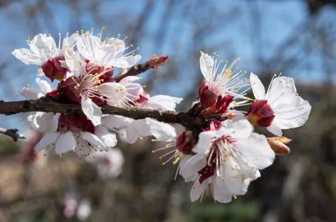 Close-up Apricot Tree In Bloom Stock Photos