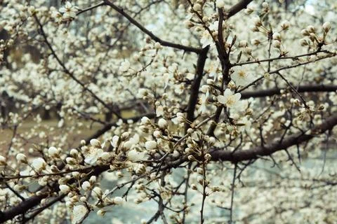 Close up apricot tree branches with small flowers concept photo Stock Photos