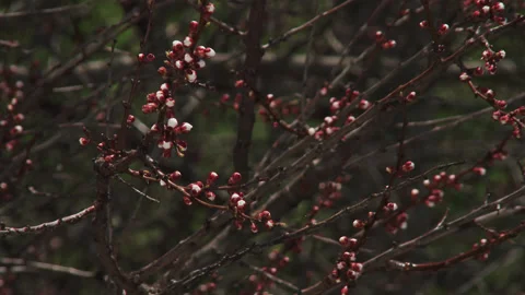 Close up of apricot tree branches with spring buds swaying gently in garden.. Video stock 332913258
