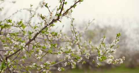 Close-up of the apricot tree in full bloom Stock Footage 255731694