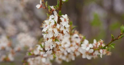 Close-up of the apricot tree in full bloom Stock Footage 256104124