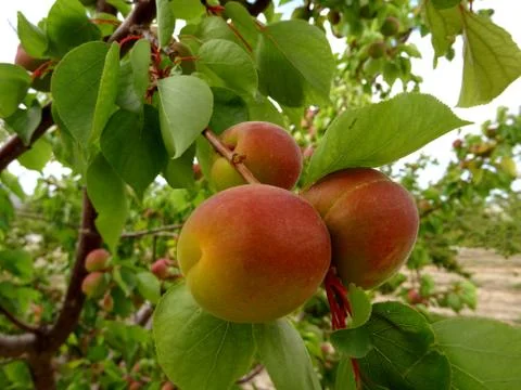 Close-up apricots on the tree, fruit crop Stock Photos