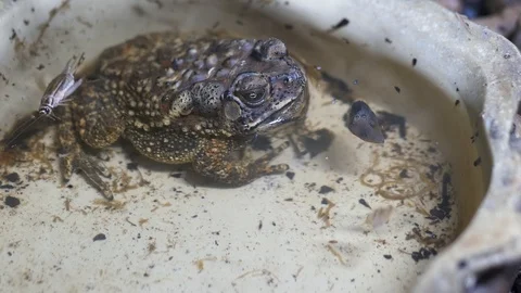 Close-up. Aquarium. A brown big toad in warts sits. Shooting behind the glass. Video stock 121092505
