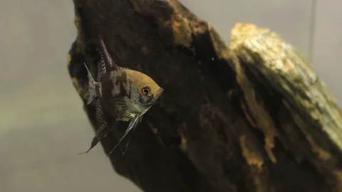 Close-up aquarium fish angelfish Stock-Footage 113602818