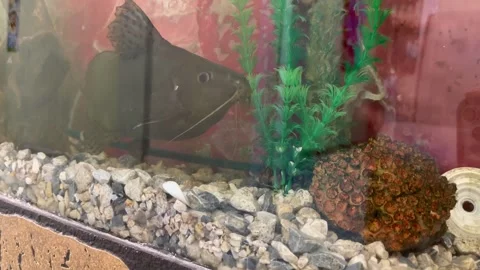 A close-up of an aquarium. A large fish swims in the tank. Stock Footage 334113559