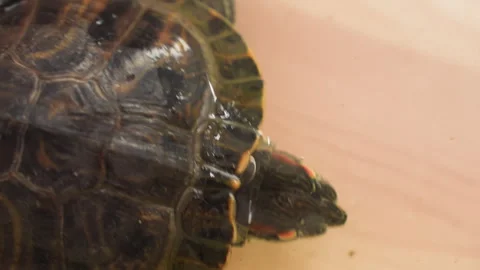 Close Up Aquatic Turtle Feeding In Container Stock Footage 321489002