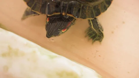 Close Up Aquatic Turtle Walking Near Stone In Water Stock Footage 325965855