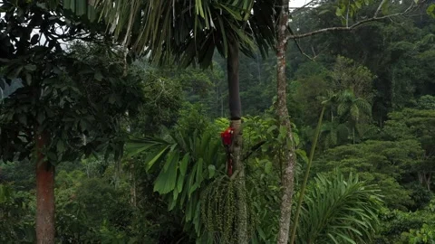 Close up of an ara macaw sitting in an palm tree and zooming out Stock Footage 142756984