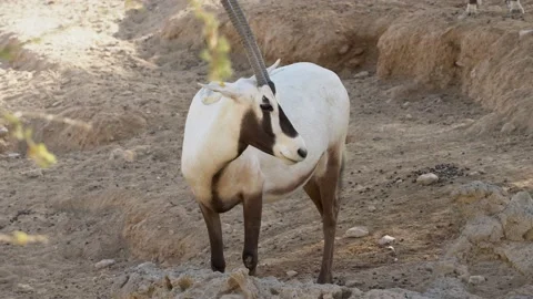 A close up of an arabian oryx (Oryx leucoryx) Stock Footage 151438333