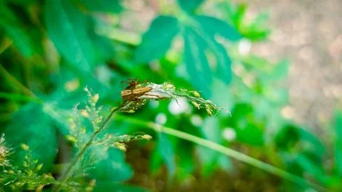 A close-up of an arachnid perched on a leaf. Stock Photos