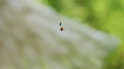 Close Up Of Arachnid On Web With Captured Insect Against Soft Green Background Stock Footage 321591743