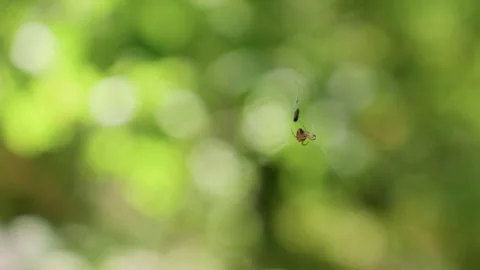 Close Up Of Arachnid Wrapping Insect On Web With Soft Green Background Stock Footage 322902139