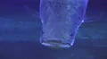 Close Up Arapaima Fish Of The Amazon River 02 4k or 4k+ Resolution