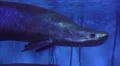 Close Up Arapaima Fish Of The Amazon River 01 4k or 4k+ Resolution