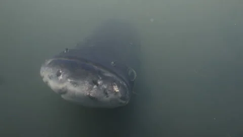 Close up of arapaima, paiche, giant river monster amazon river ecuador peru Stock Footage 277124105