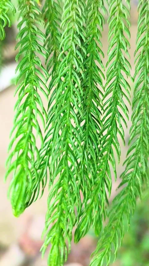Close-up of Araucaria, a genus of 20 species of pinelike Stock Footage 313360153