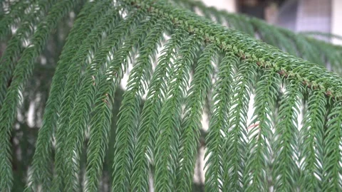 Close-up of Araucaria moving in the wind. Stock Footage 296929678