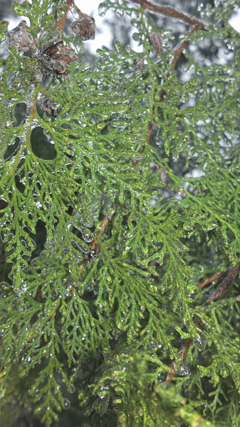 Close-up of arborvitae foliage trapped in iced, creating stunning contrast 動画素材 328745424