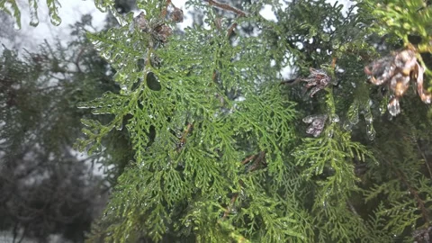 Close-up of arborvitae foliage trapped in iced, creating stunning contrast 動画素材 330541620