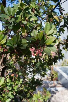Close up of an arbutus, a small tree with red flaking bark. Flowers appear wh Stock Photos