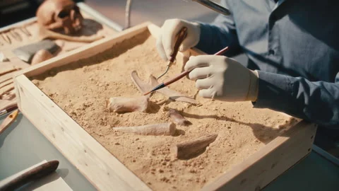 Close-Up of Archaeologist Cleaning Ancient Bones in Wooden Box Filled with Sand Stock Footage 296555585