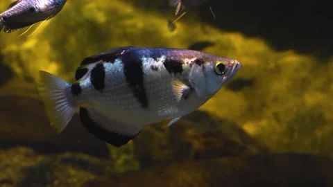 Close up of Archerfish Video stock 143918832