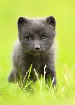 Close up of an Arctic fox cub in the grass field Stock Photos
