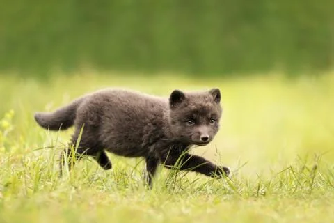 Close up of Arctic fox cub running on the grass Stock Photos