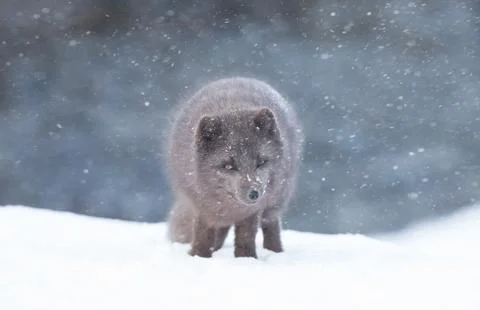 Close up of an Arctic fox in the falling snow Stock Photos